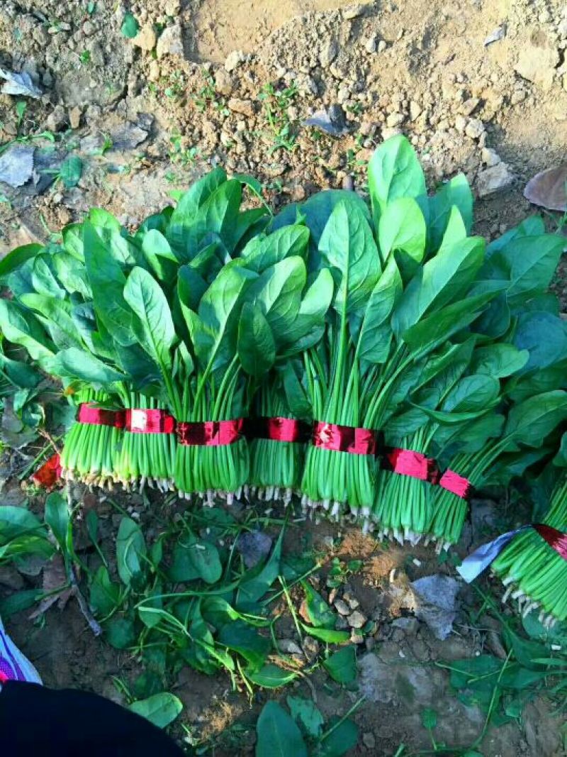 菠菜25~30厘米