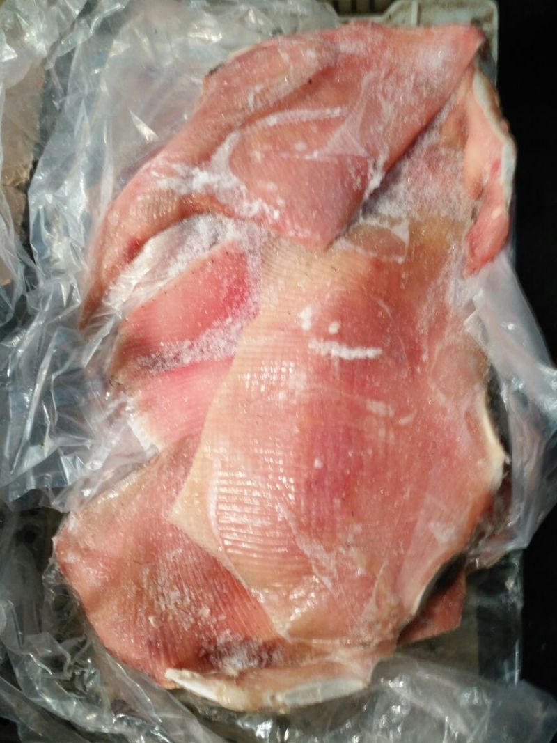 鳐鱼5公斤/尾以上食用
