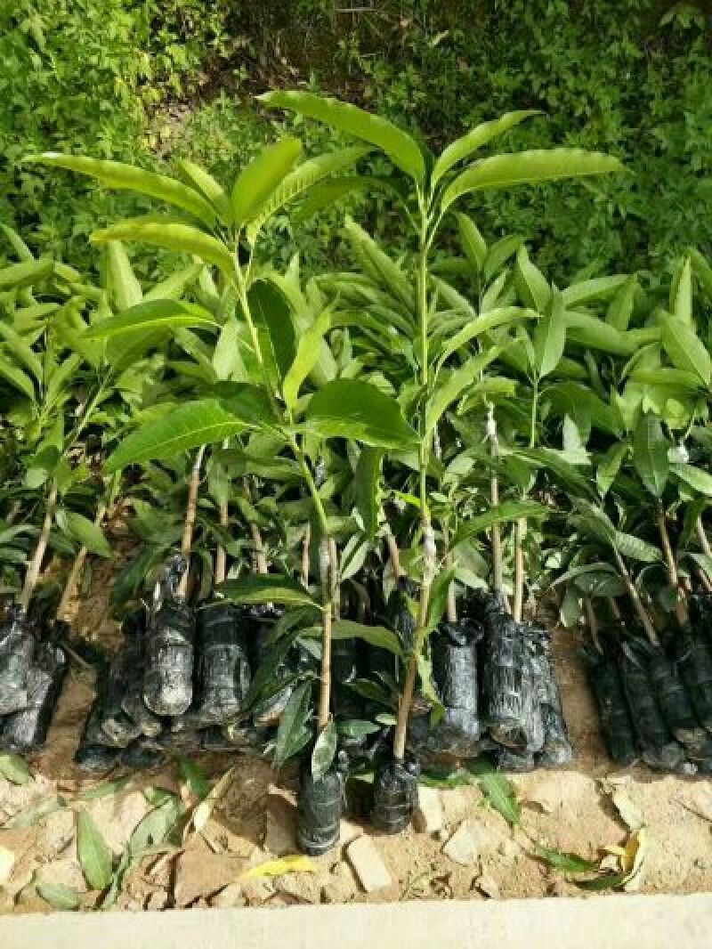 芒果苗1m以下