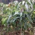 芒果苗1m以下