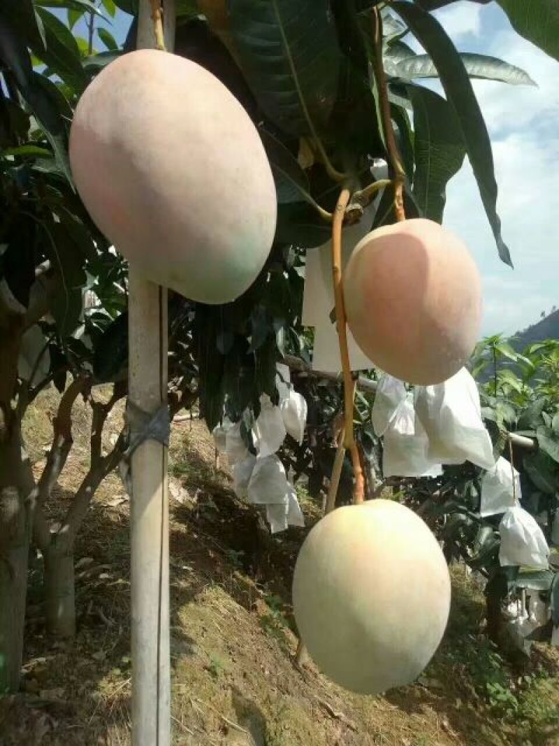 芒果苗1m以下