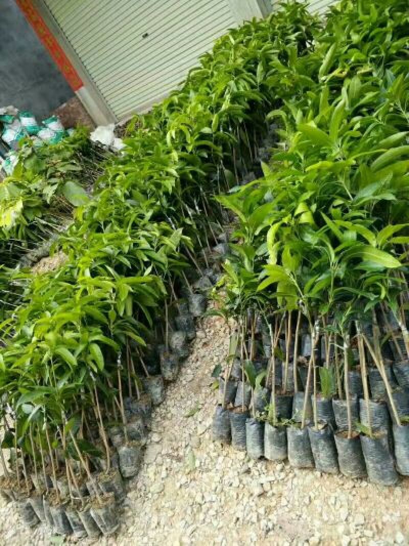 芒果苗1m以下
