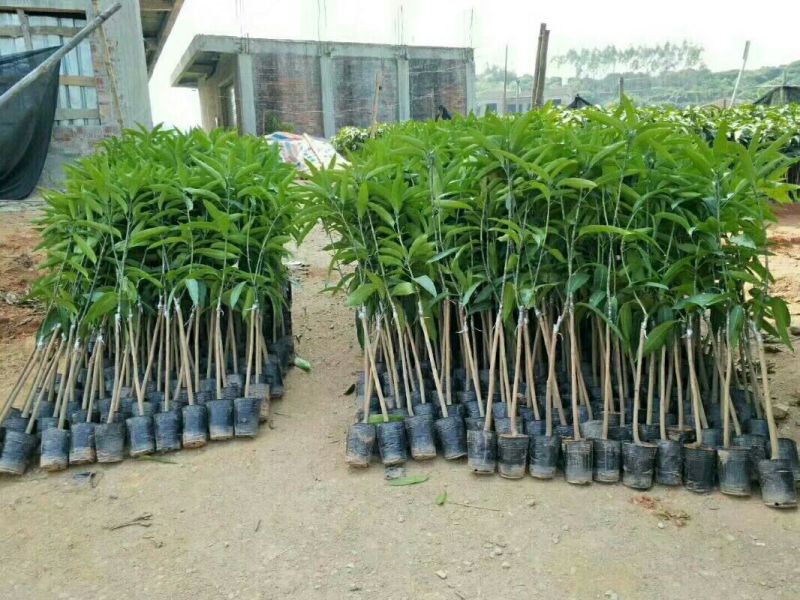 芒果苗1m以下