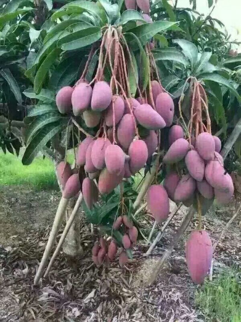 芒果苗1m以下