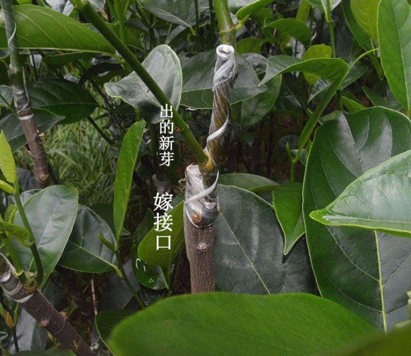 广西菠萝蜜苗正宗马来西亚一号海南菠萝蜜苗带泥发货包邮