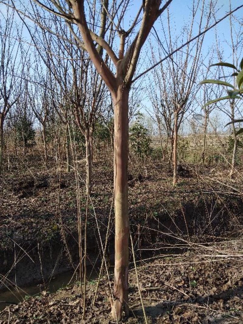 速生紫薇4~6cm1.5~2米1~2米