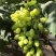青提2~3斤5%以下