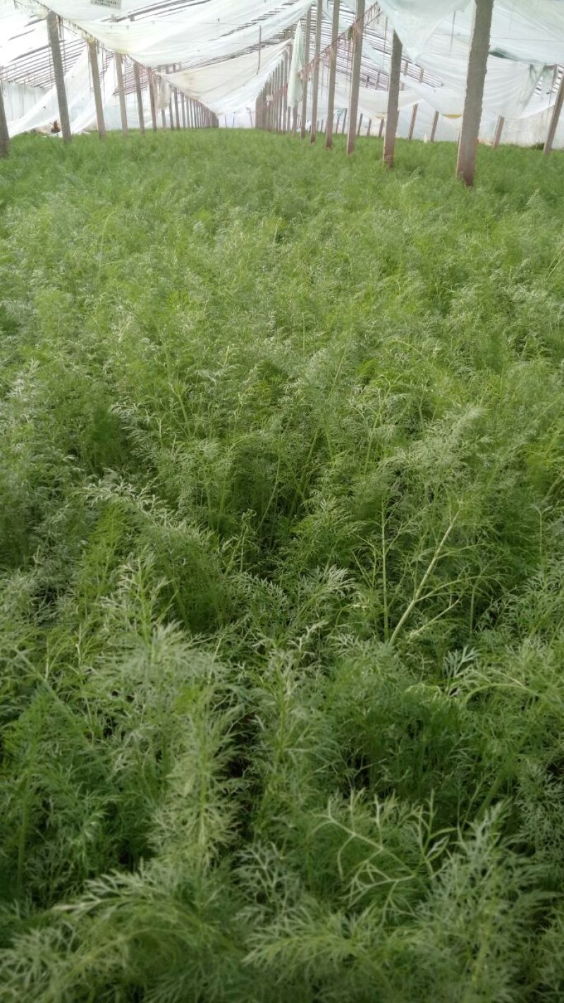 茴香30~40cm