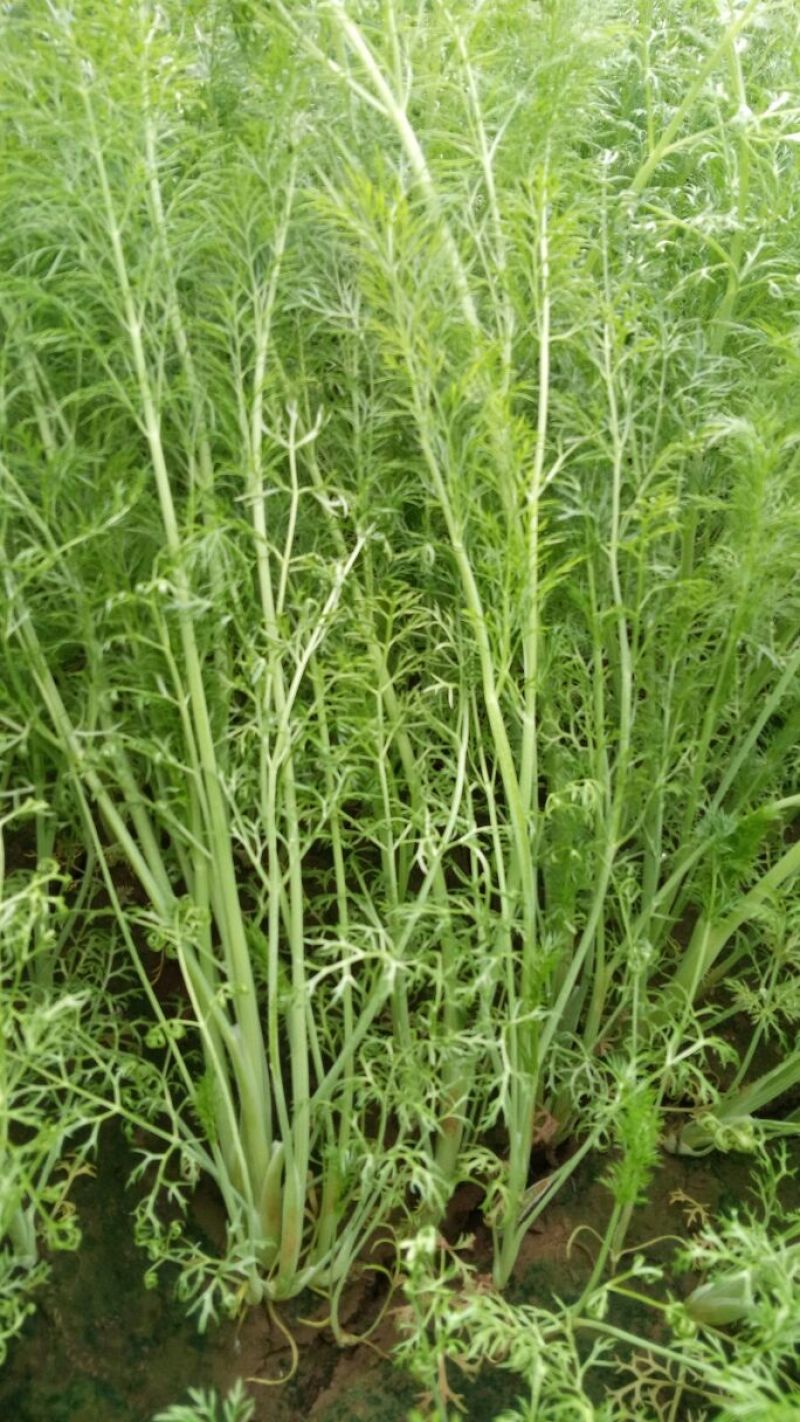 茴香30~40cm