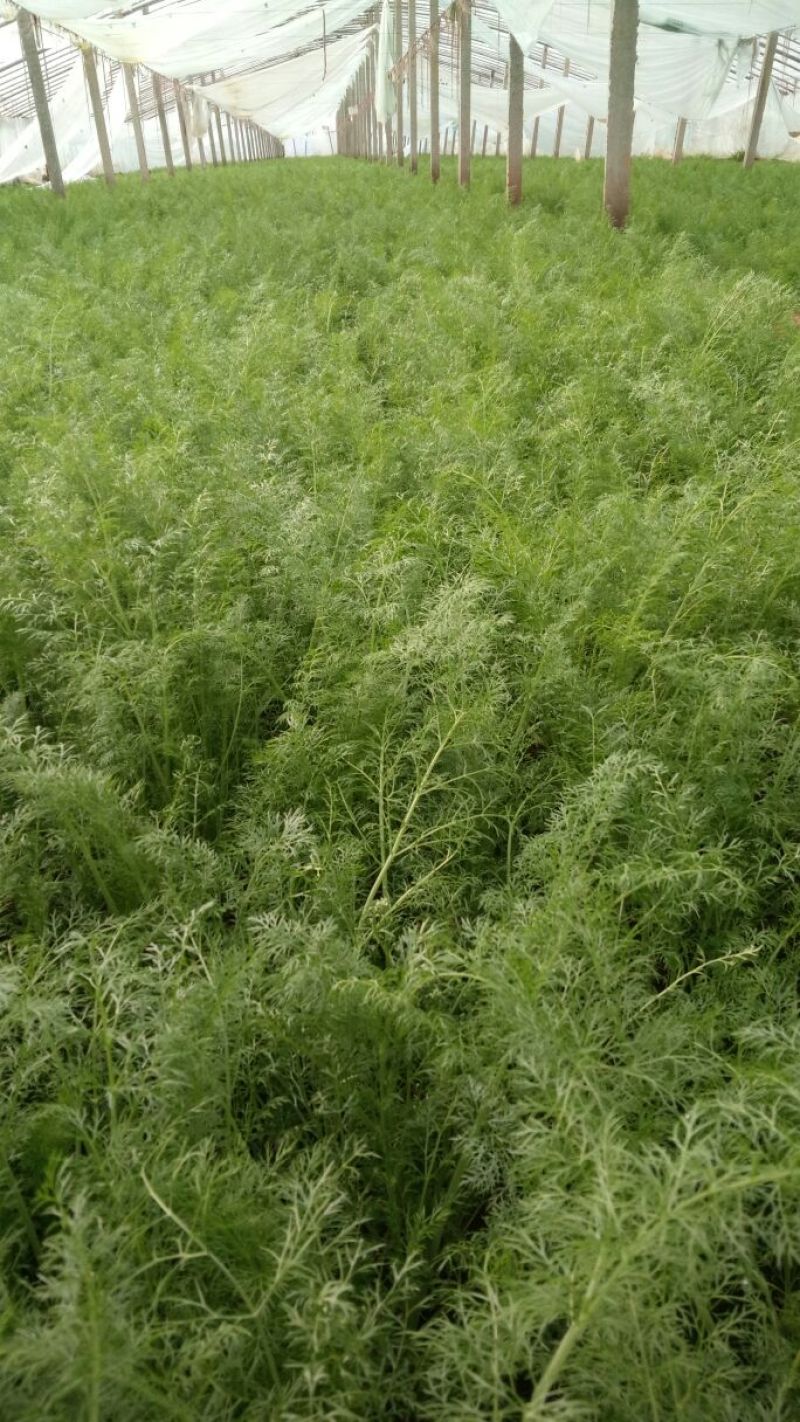 茴香30~40cm