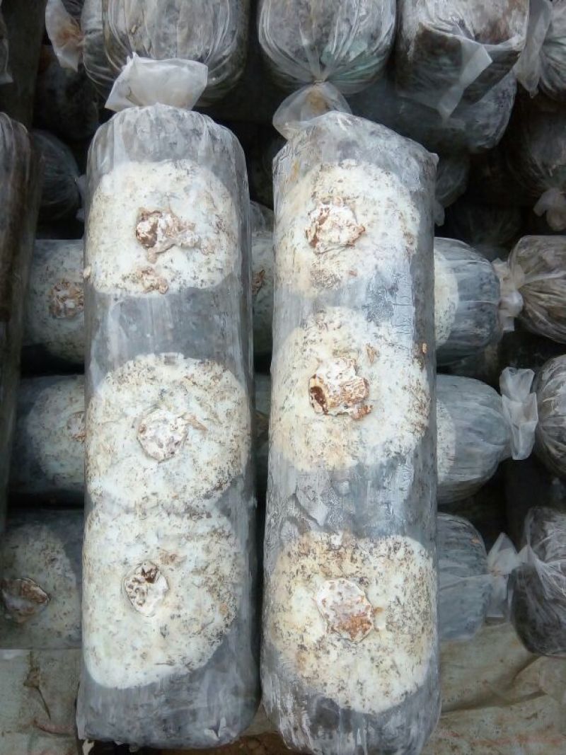 808香菇棒18*60公分