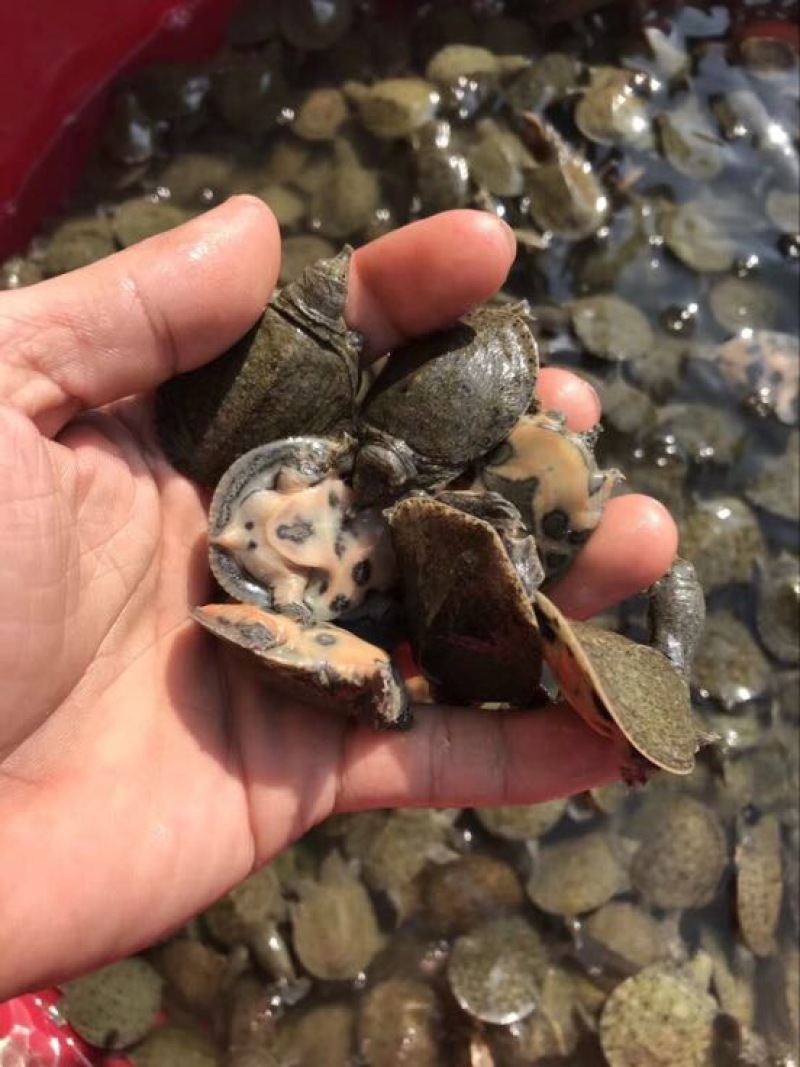 鳖甲鱼苗10克水鱼苗