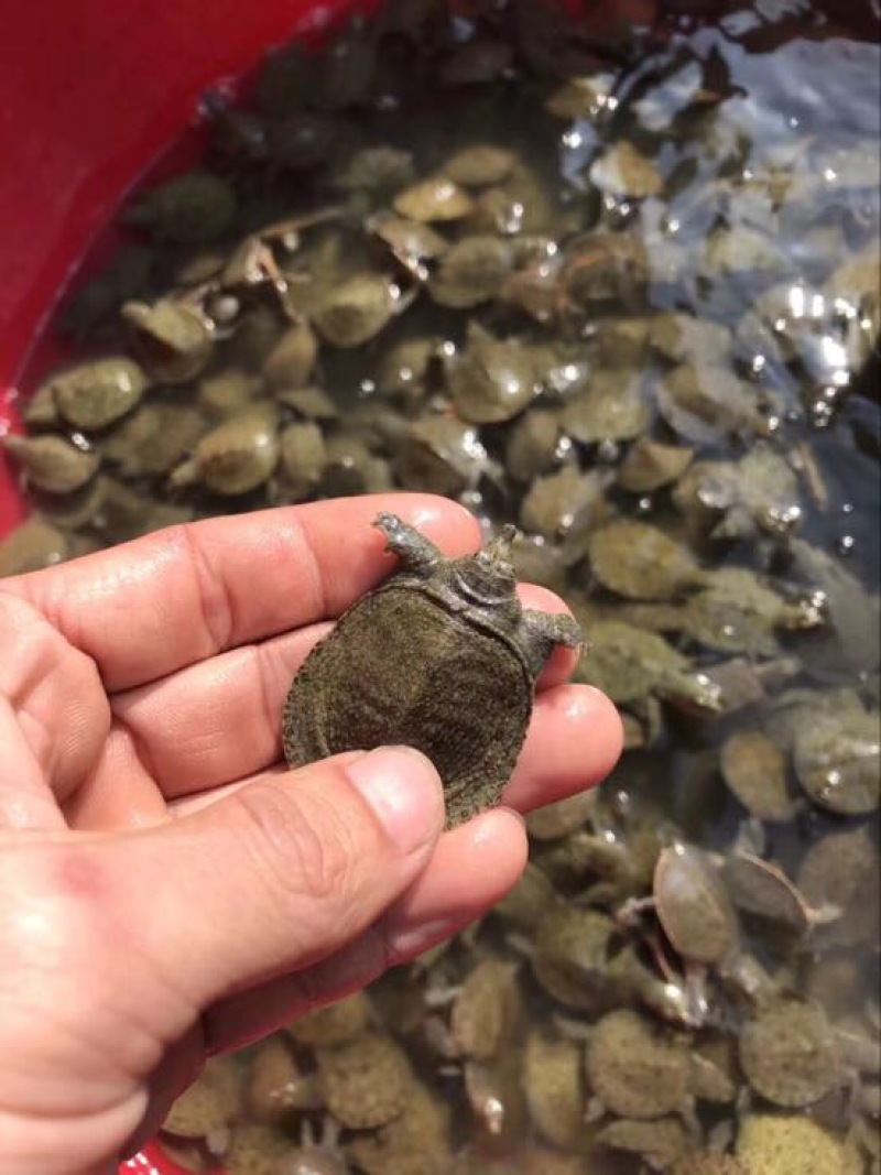鳖甲鱼苗10克水鱼苗