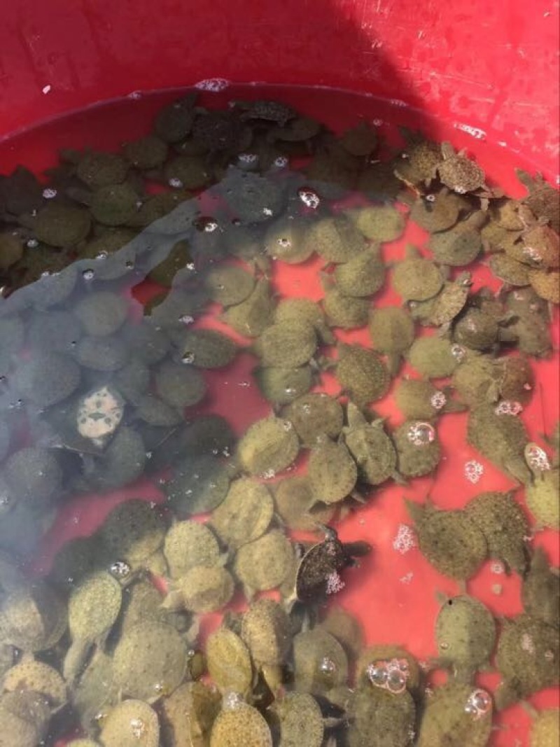 鳖甲鱼苗10克水鱼苗
