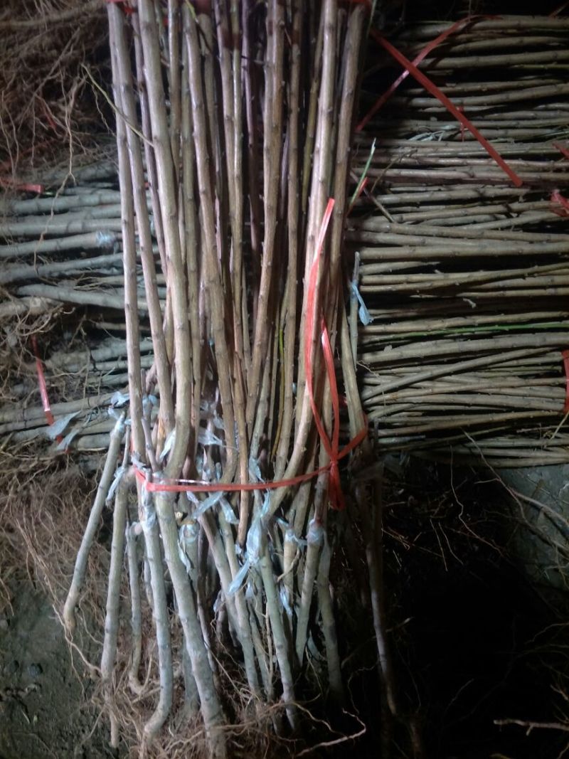 精品李子树苗脆红李青脆李50~100cm