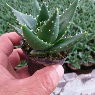 多肉植物带盆栽好