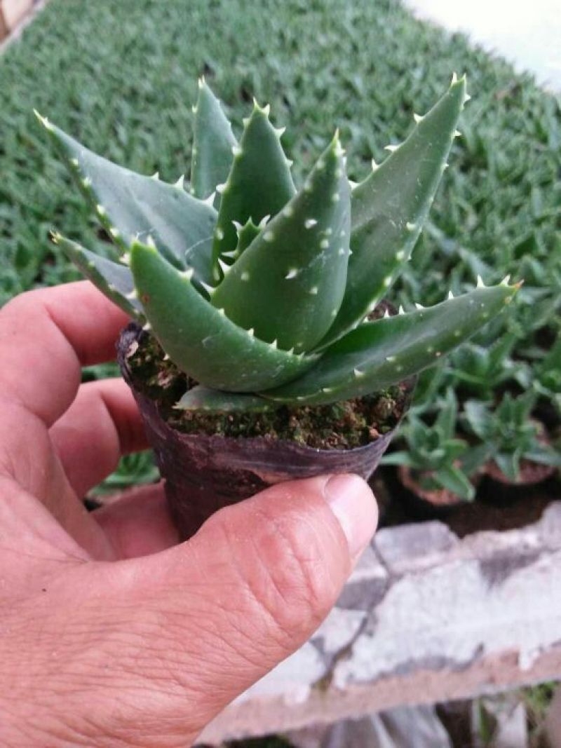多肉植物带盆栽好