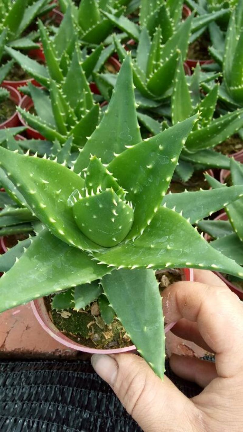 多肉植物带盆栽好