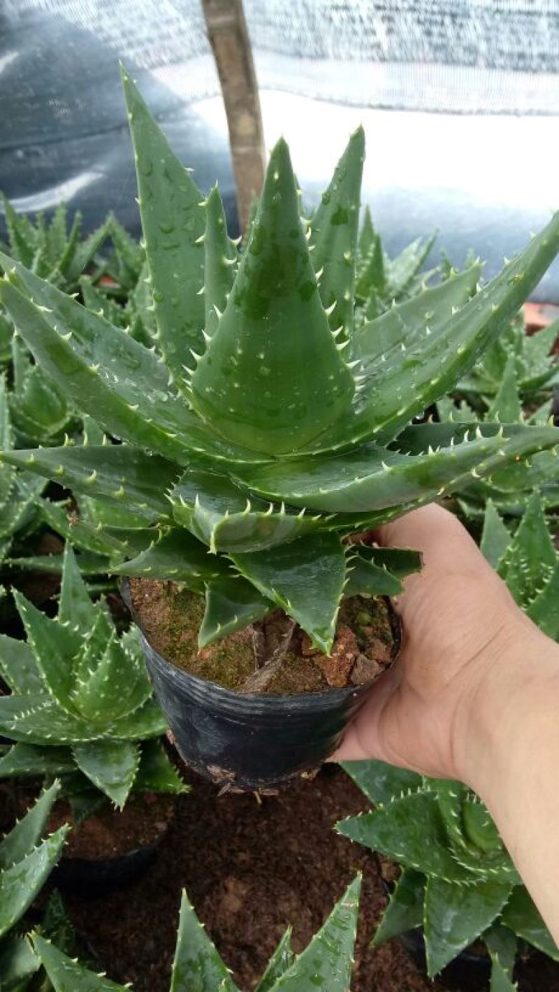 多肉植物带盆栽好