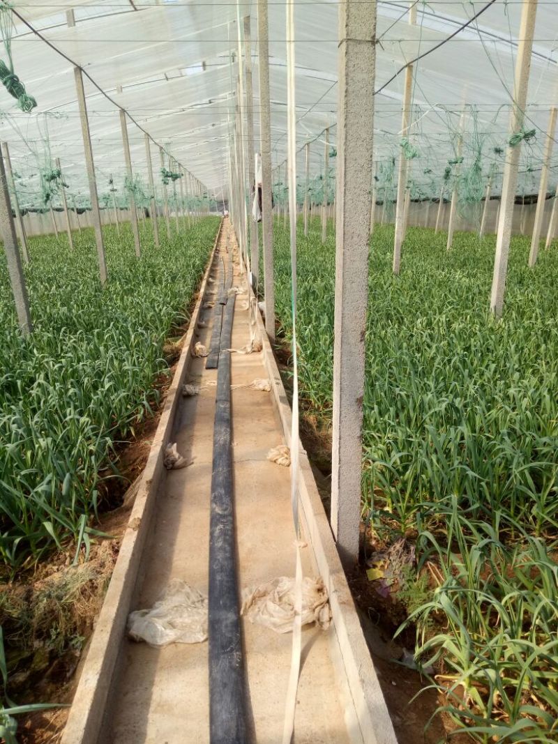 红根蒜苗50~60cm