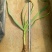 红根蒜苗50~60cm
