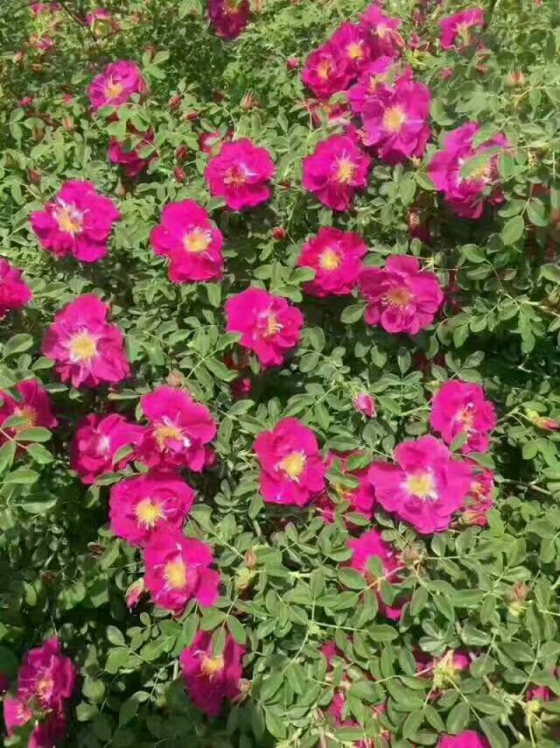 兰州苦水玫瑰花蕾(一件代发)无硫自然晾晒原产地直发