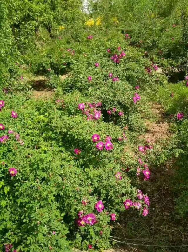兰州苦水玫瑰花蕾(一件代发)无硫自然晾晒原产地直发
