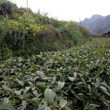 布福娜树苗30~50cm