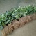 布福娜树苗30~50cm