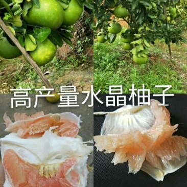 柚子苗0.2cm以下0.3m以下
