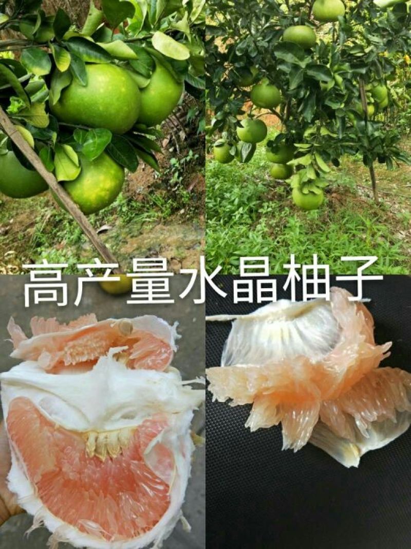柚子苗0.2cm以下0.3m以下