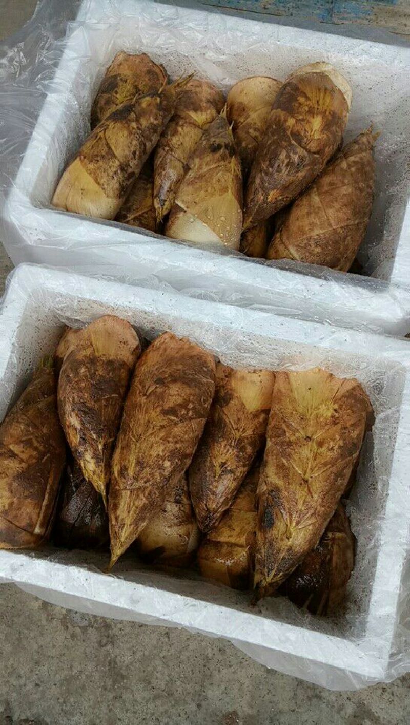 冬笋春笋切根带根大量上市！