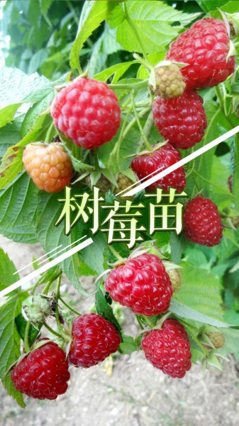 果酒树莓酒树莓干双季红树莓酒批发诚招代理