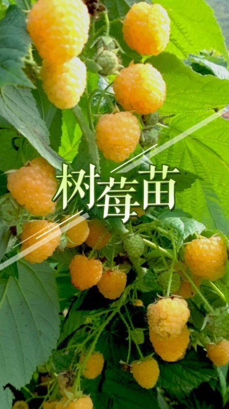 果酒树莓酒树莓干双季红树莓酒批发诚招代理