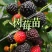 果酒树莓酒树莓干双季红树莓酒批发诚招代理