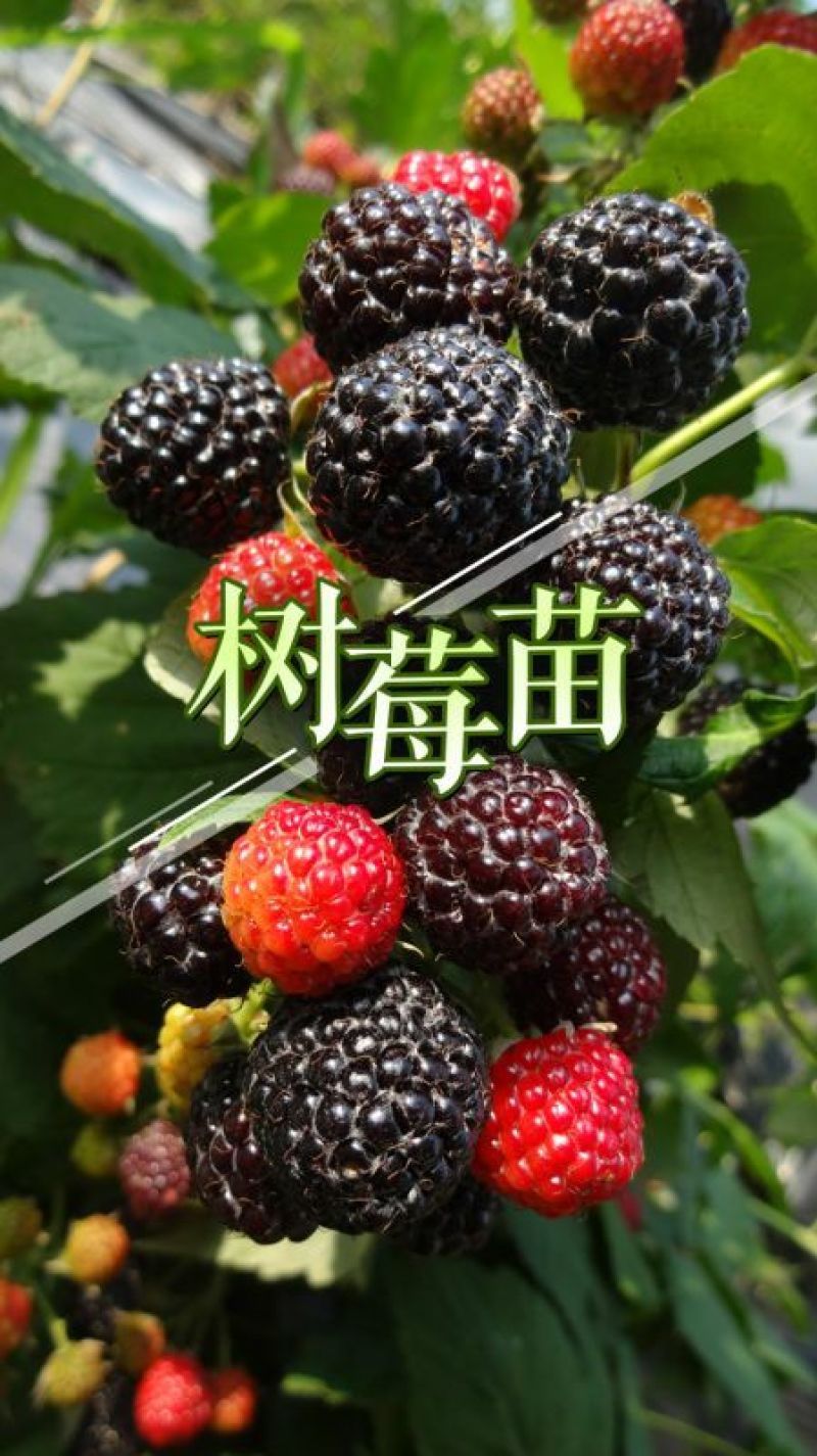 果酒树莓酒树莓干双季红树莓酒批发诚招代理
