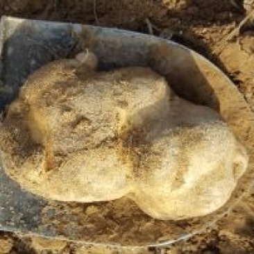 大白花土豆4两以上通货