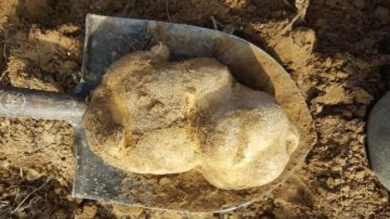 大白花土豆4两以上通货