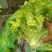散叶生菜7两~8两！！！！！