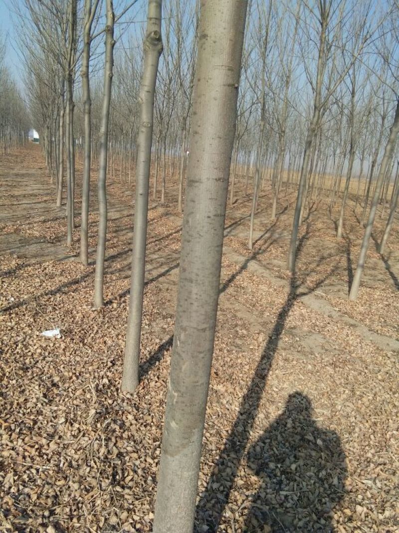 国槐1~2米6~8cm8~10cm