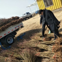 优质桃树苗映霜红寿桃等品种齐全提供指导