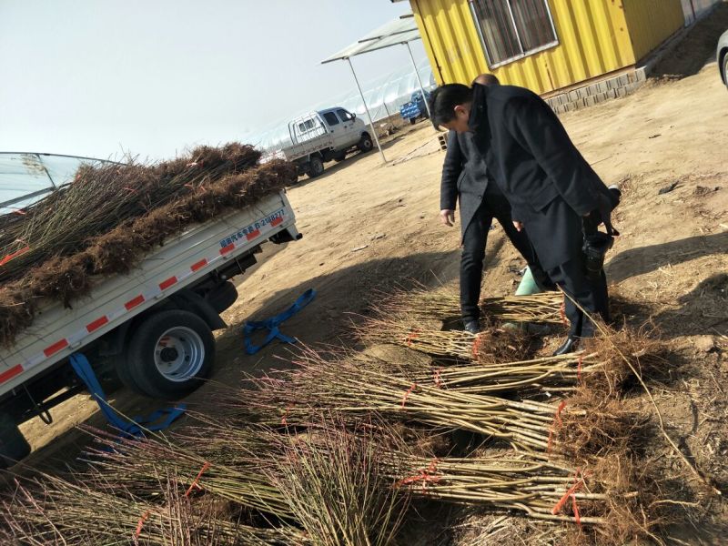 优质桃树苗映霜红寿桃等品种齐全提供指导