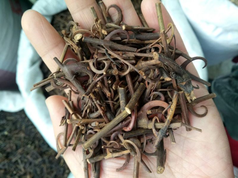 钩藤双钩各种规格2斤起包邮量大从优