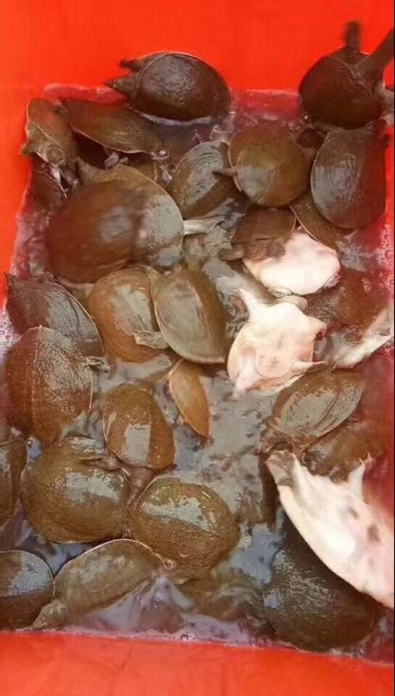 鳖0.5斤甲鱼苗水鱼苗