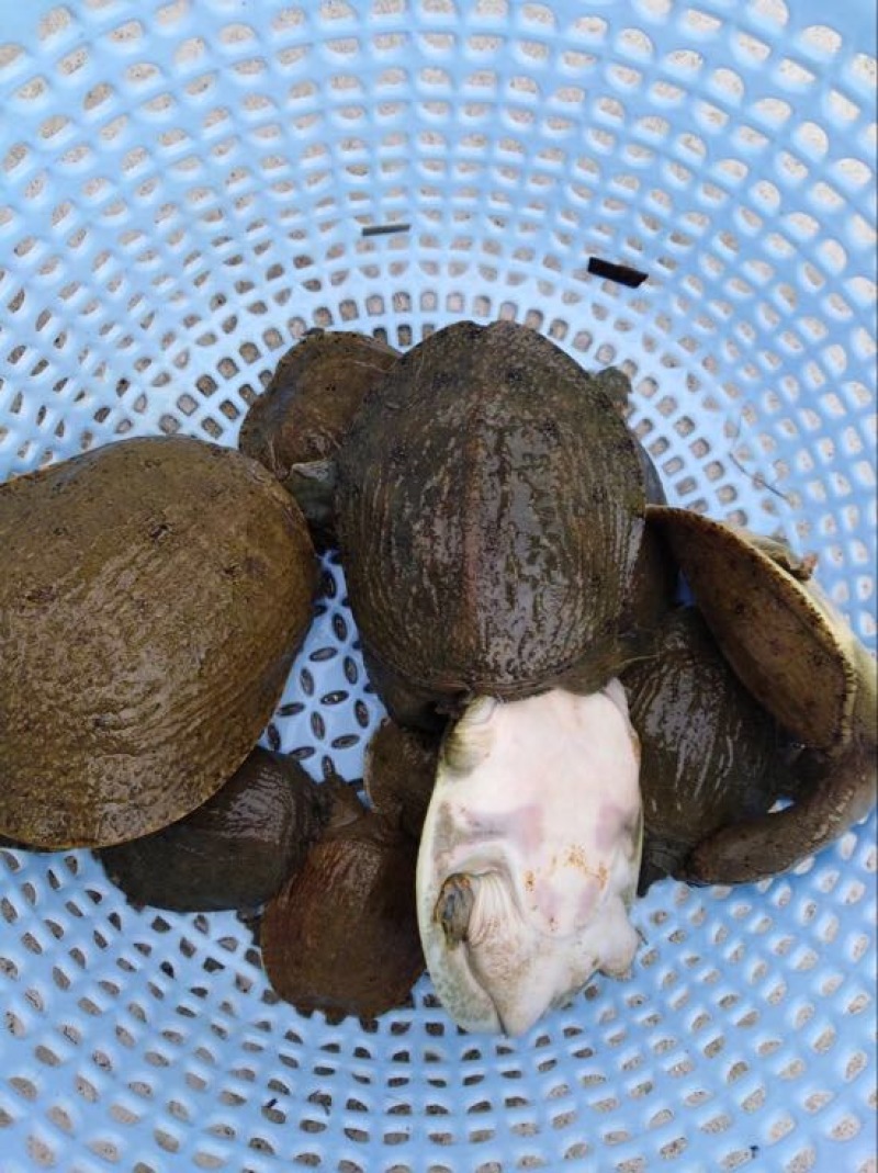 鳖0.5斤甲鱼苗水鱼苗
