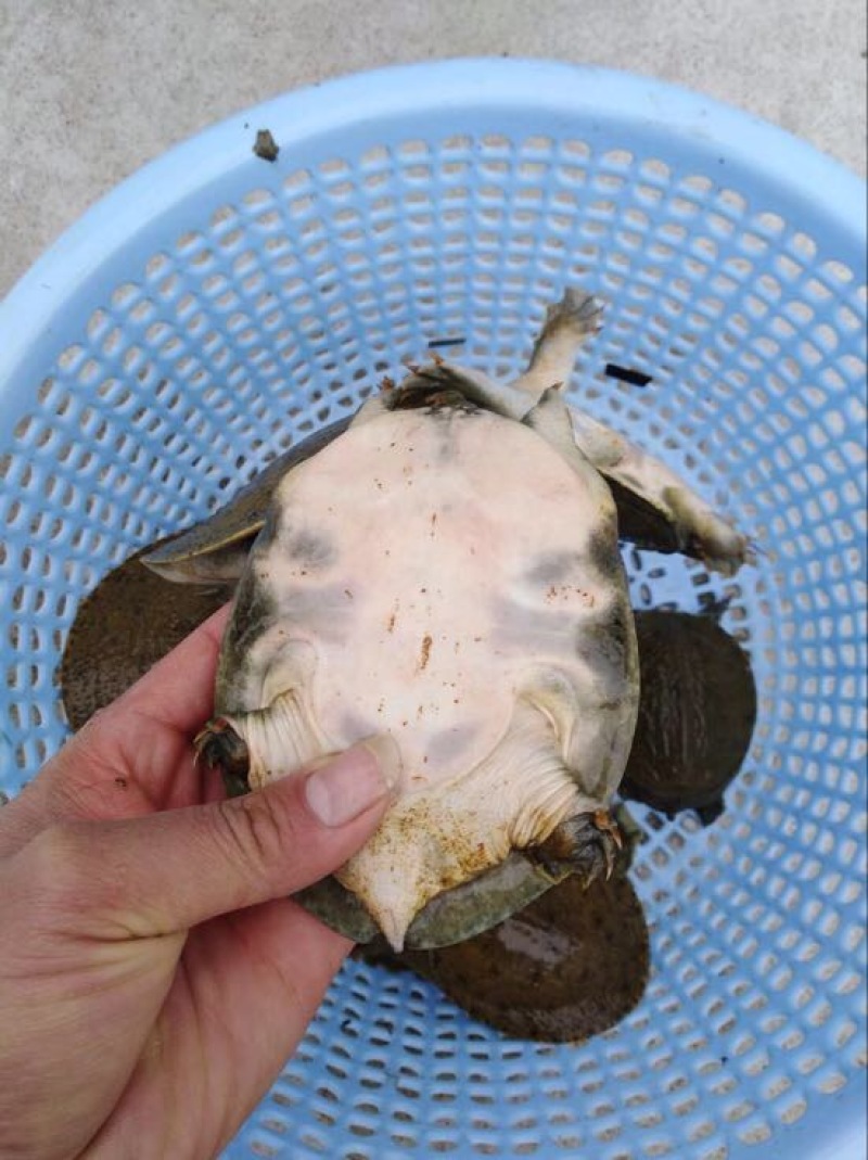 鳖0.5斤甲鱼苗水鱼苗