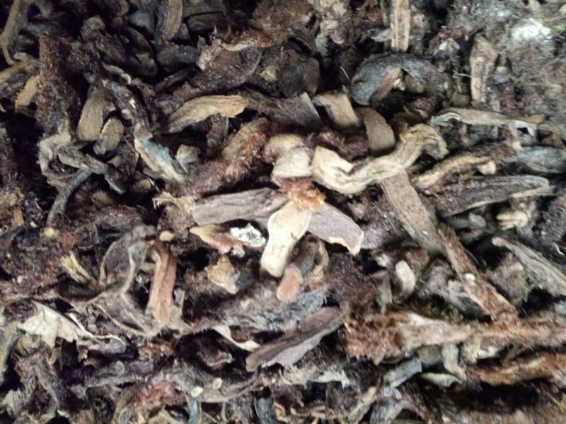 骨碎补干货散装地道够含量2斤包邮量大从优
