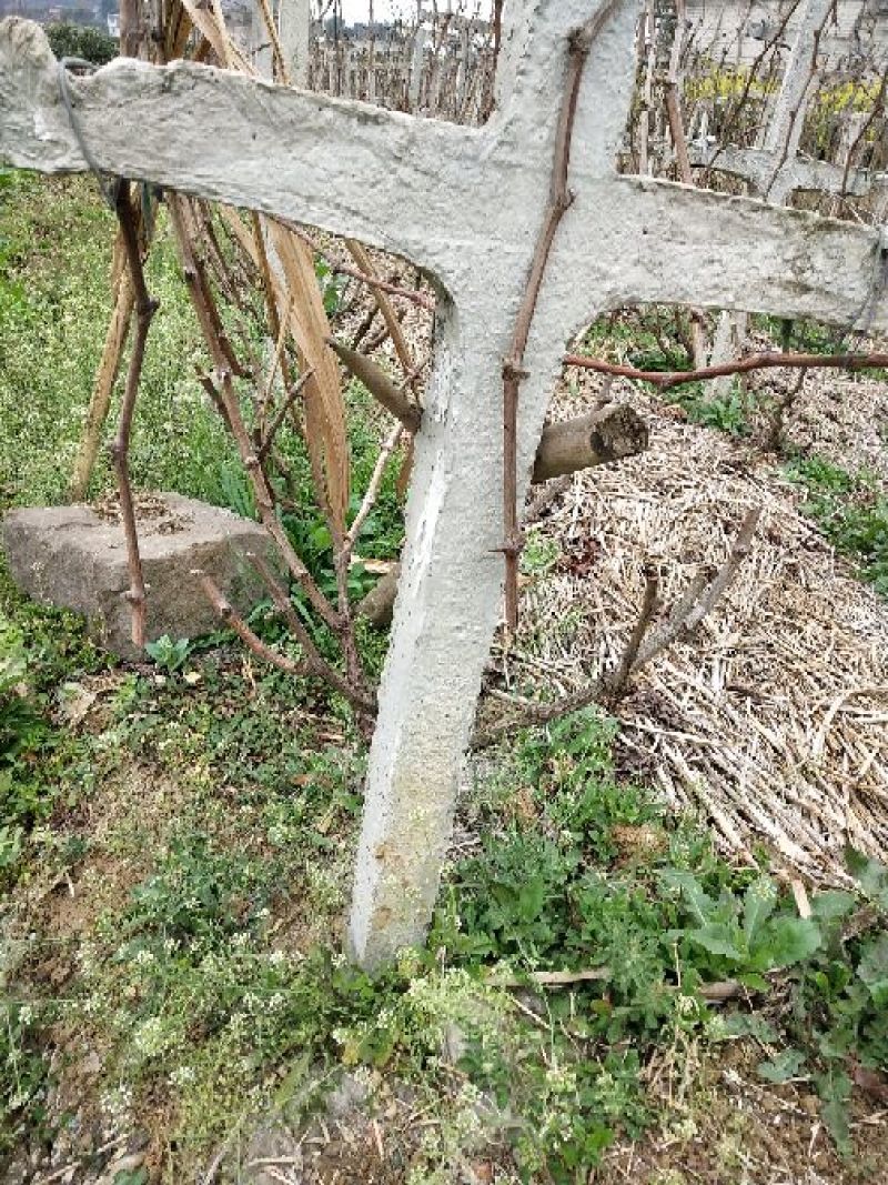 巨峰葡萄苗30~50cm3年