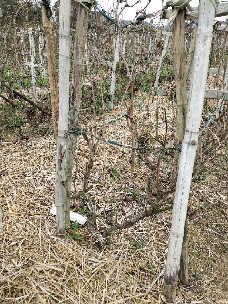 巨峰葡萄苗30~50cm3年