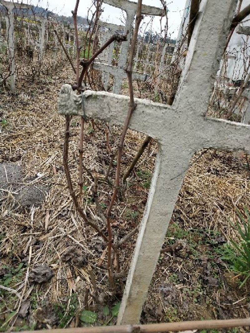 巨峰葡萄苗30~50cm3年
